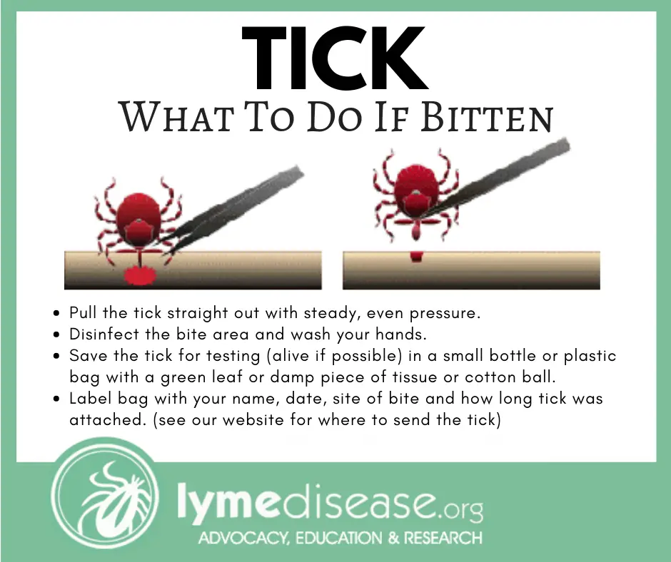 What to do if bitten by a tick: Pull the tick out with steady, even pressure. Disinfect the bite area and wash your hands.