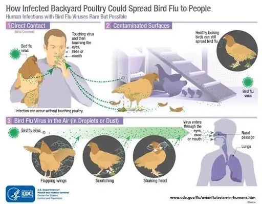 Bird flu can spread via direct contact, contaminated surfaces, or through the air