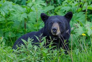 Black Bear
